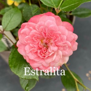 ESTRALITA (miniature)